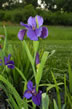 Louisiana Iris - Great White Hope